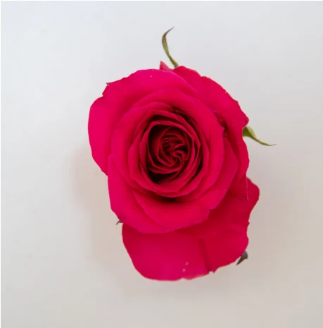 Valentine's Classic
