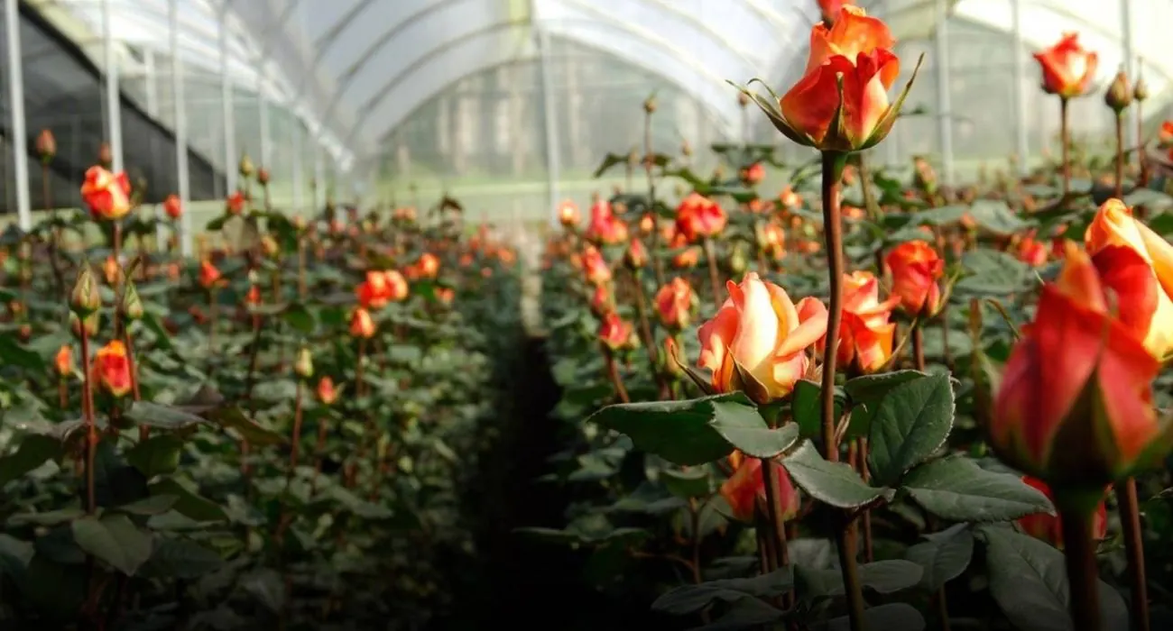Primarosa Flowers farm