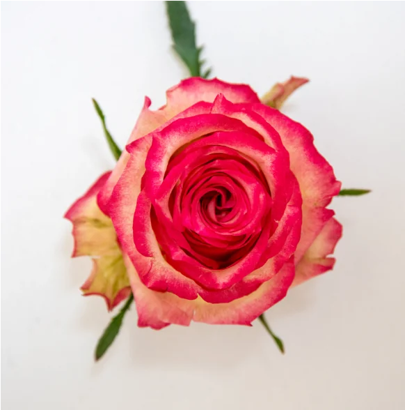 Grading roses