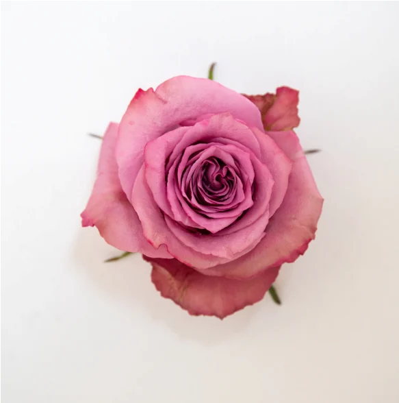 New Orleans lavender rose